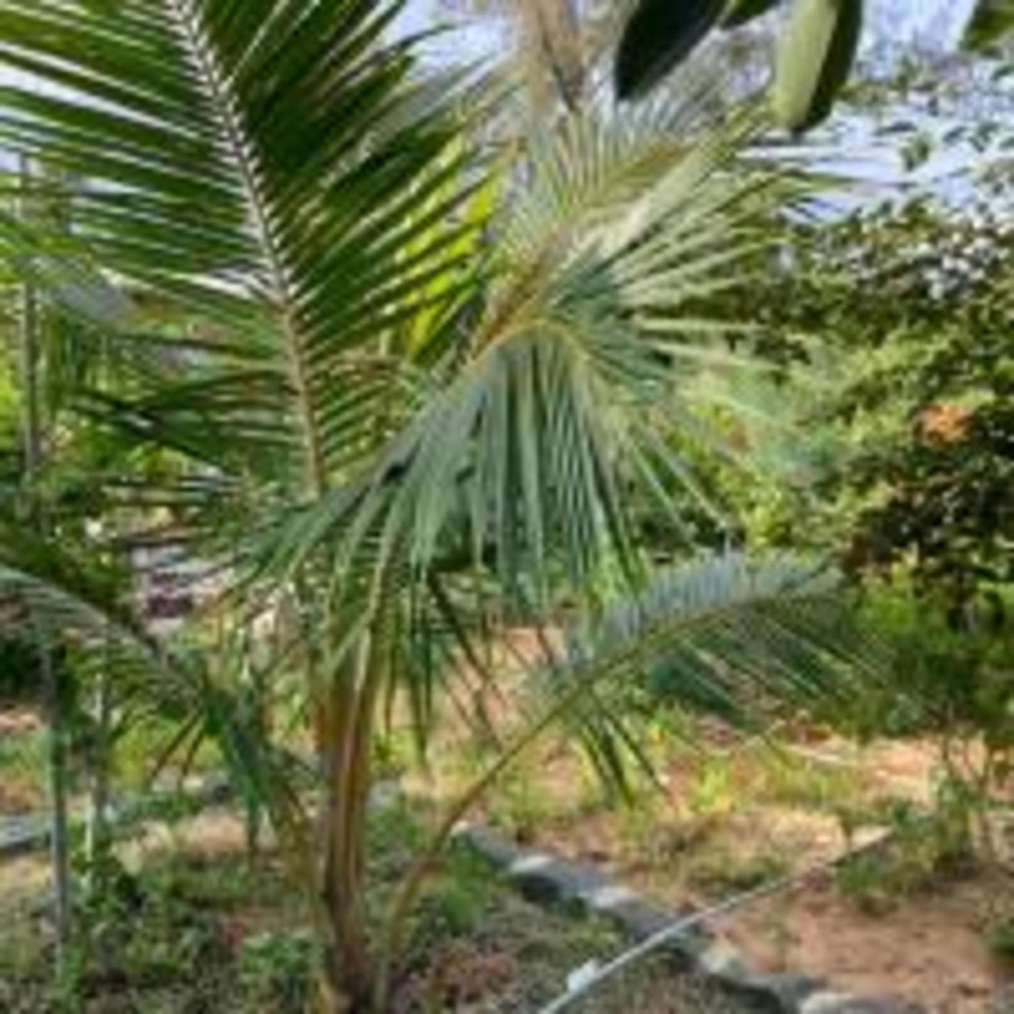 Duc Luu Quang Hotel Binh Thuan Tuy Phong Kültér fotó